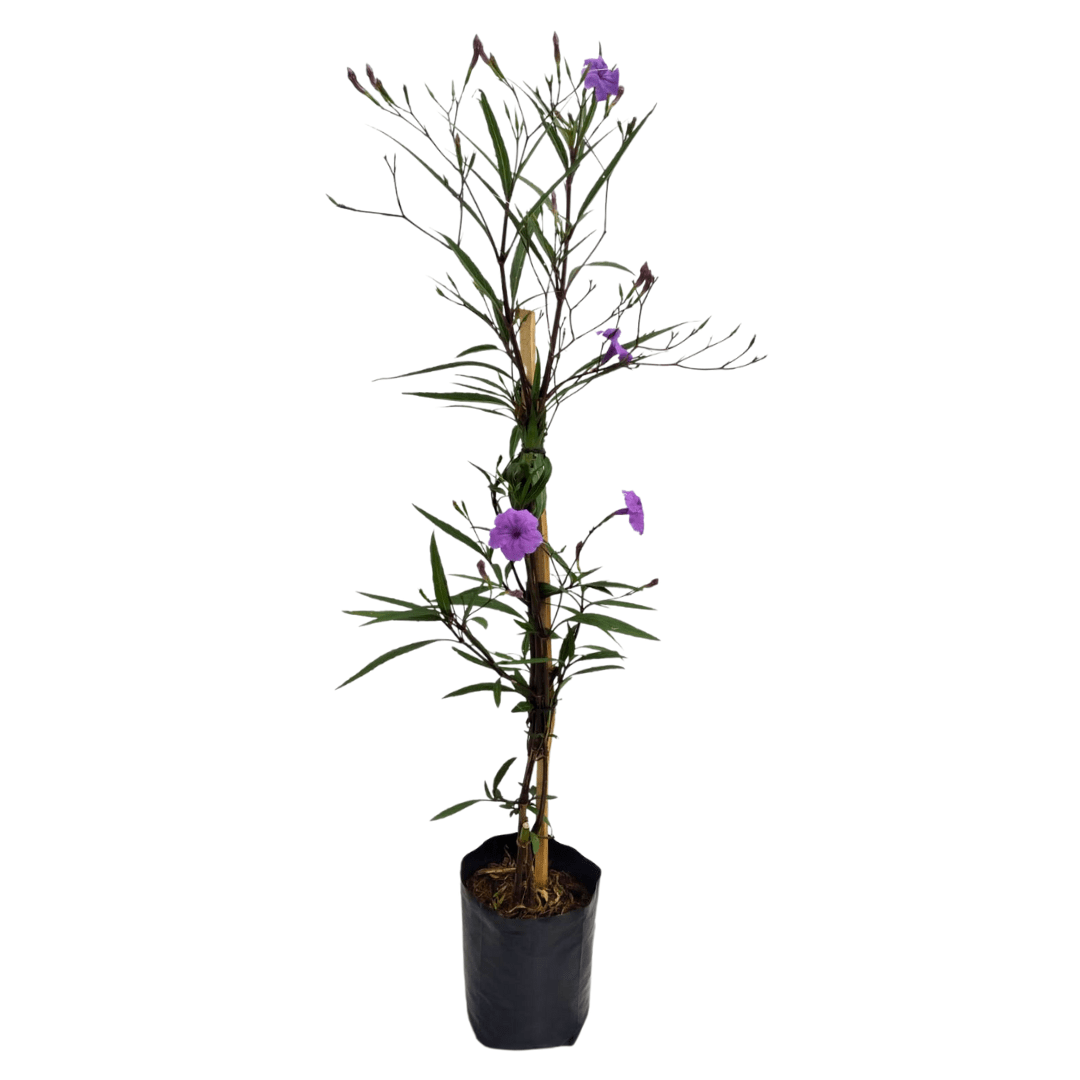 Ruellia - Vivo Interior