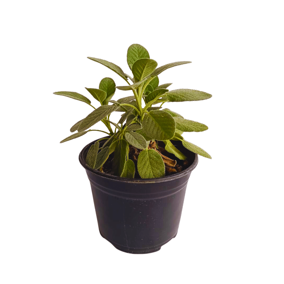 Salvia - Vivo Interior