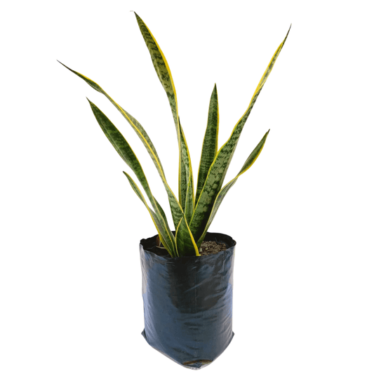 Sansevieria Trifasciata - Vivo Interior