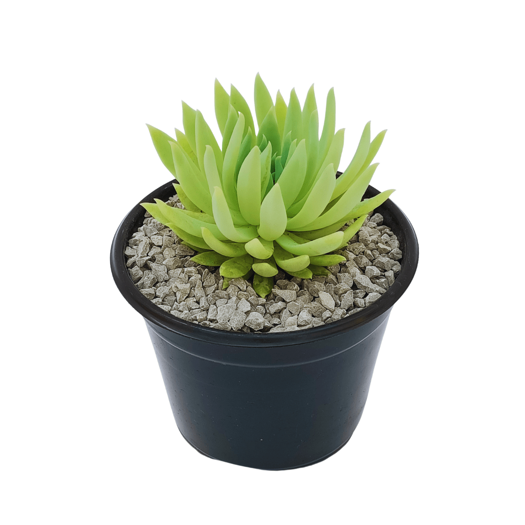 Sedeveria Fanfare - Vivo Interior