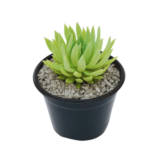 Sedeveria Fanfare - Vivo Interior