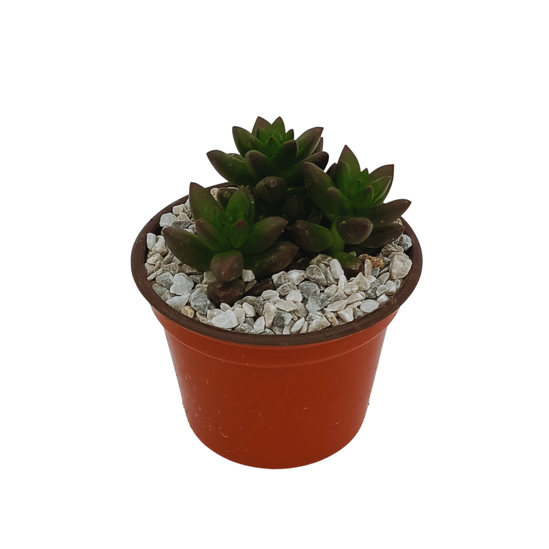 Sedeveria Jet Beads - Vivo Interior