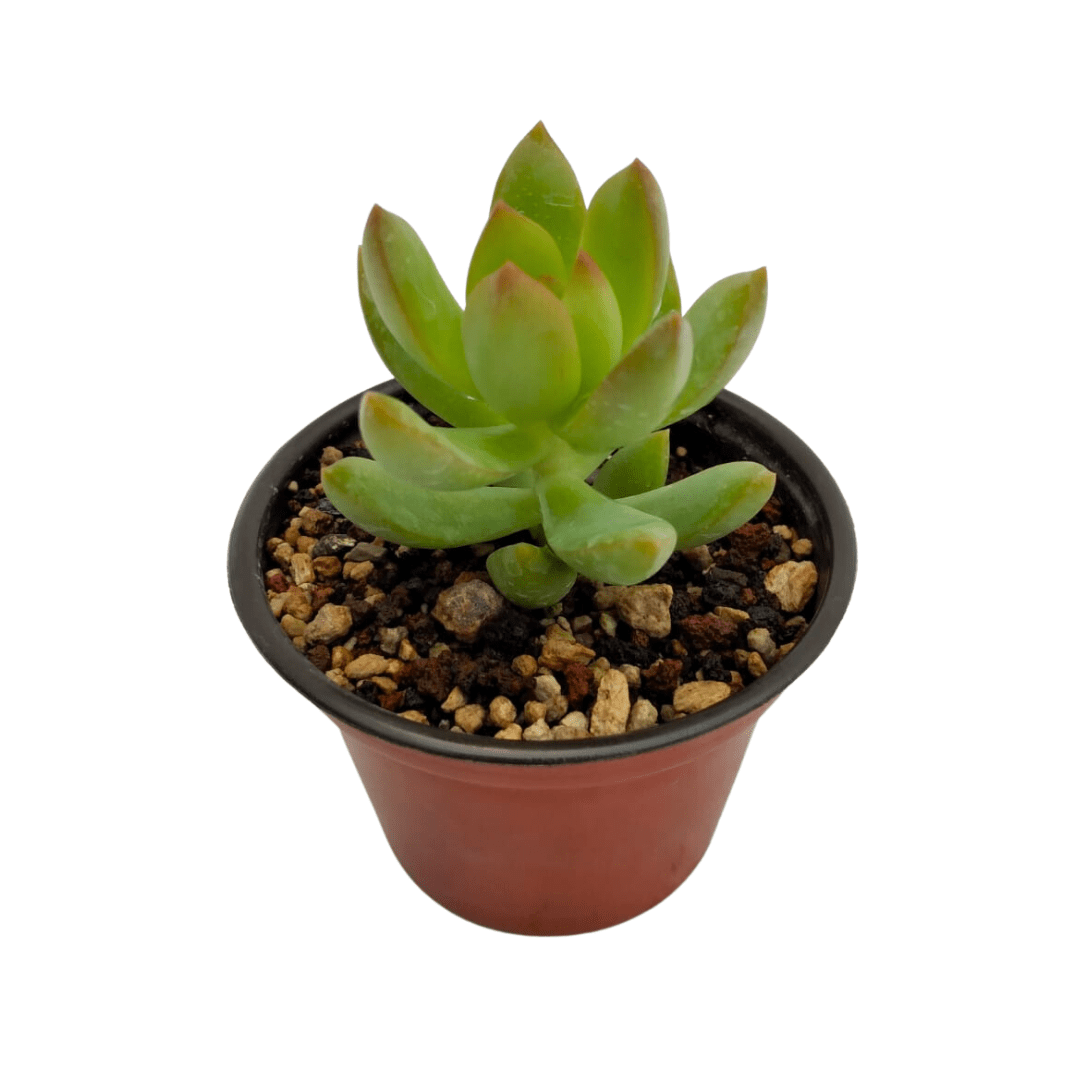 Sedum Adolphii - Vivo Interior