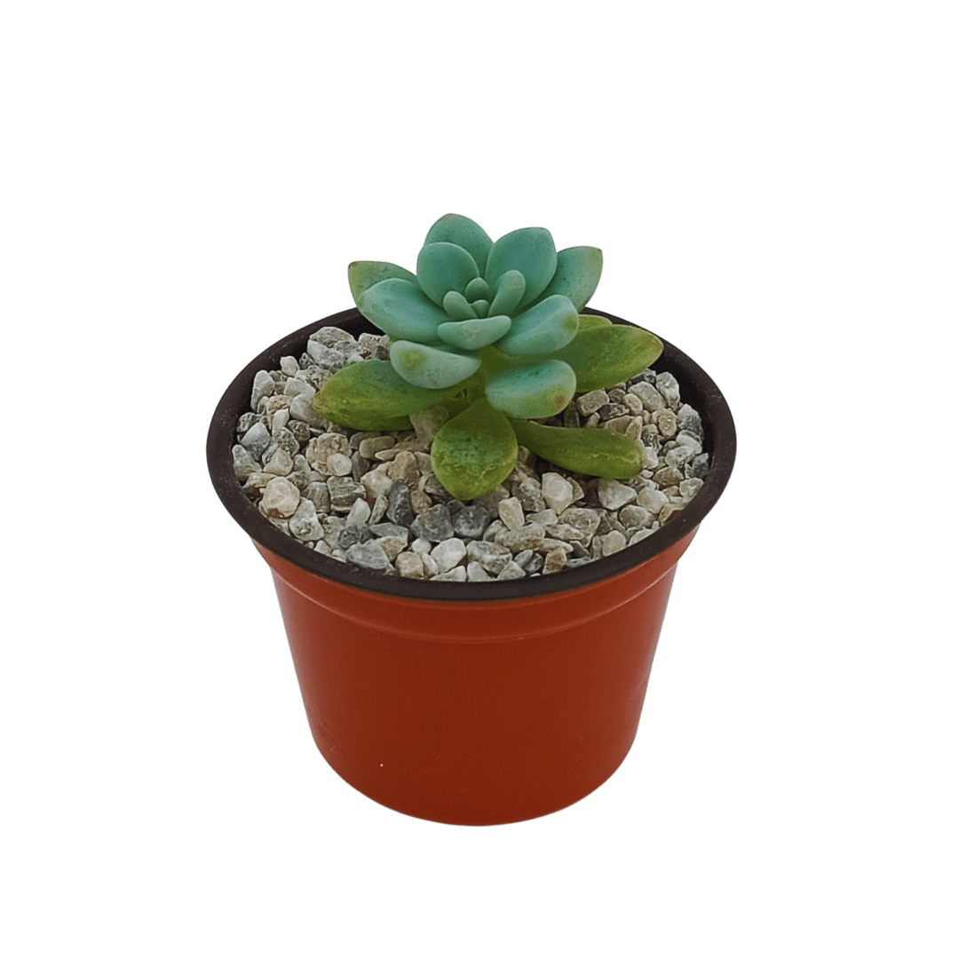 Sedum Clavatum - Vivo Interior