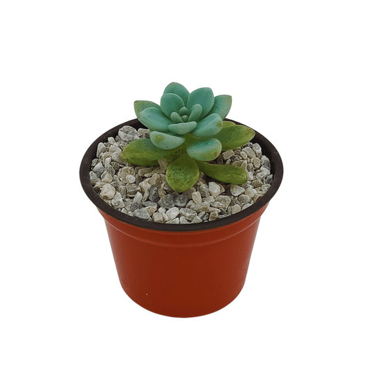 Sedum Clavatum - Vivo Interior