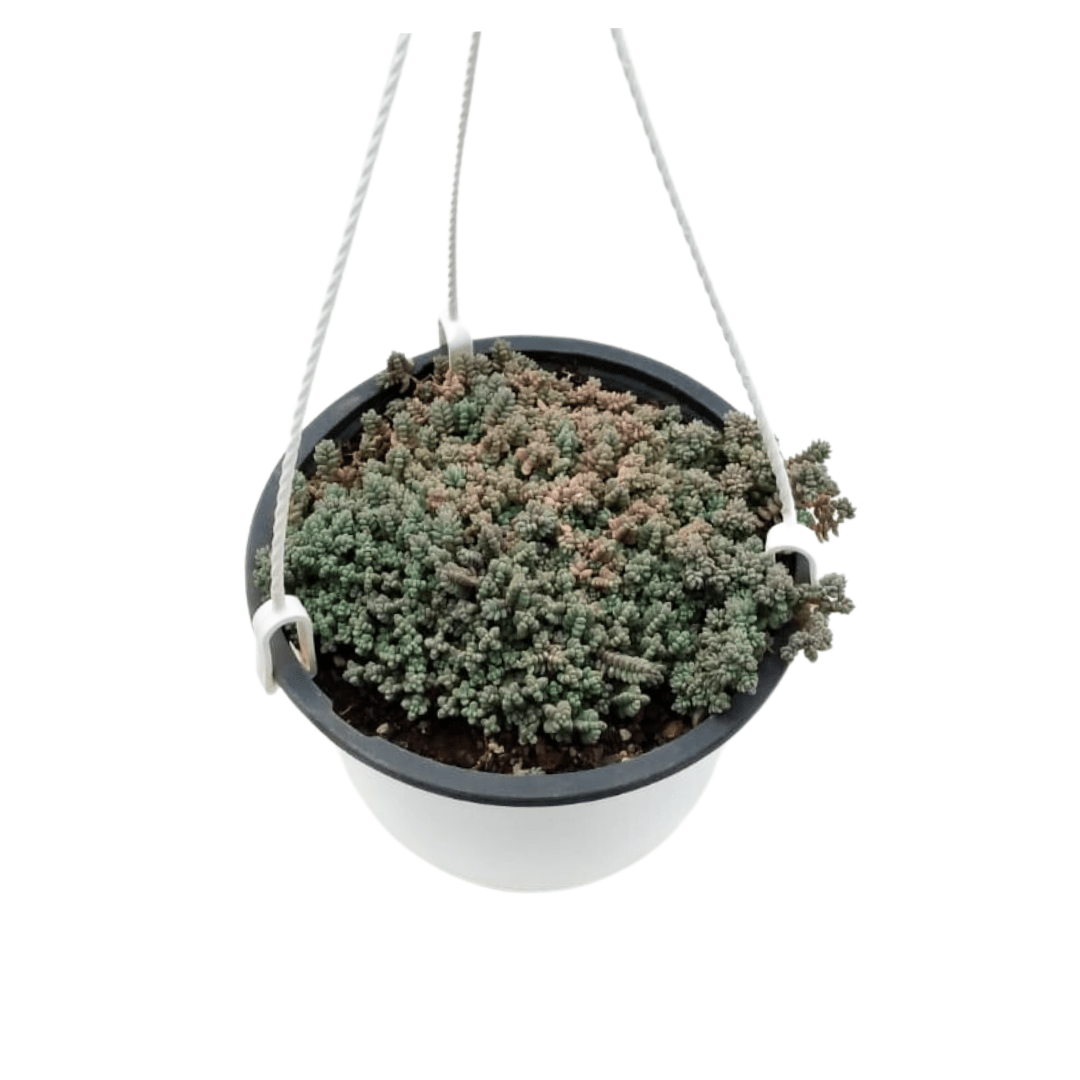 Sedum Dasyphyllum - Vivo Interior