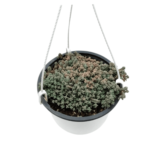 Sedum Dasyphyllum - Vivo Interior