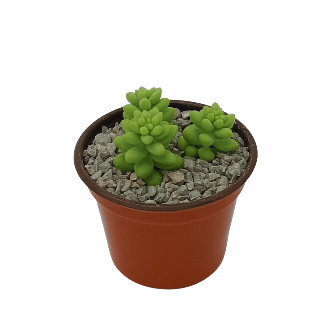 Sedum Morganianum - Vivo Interior