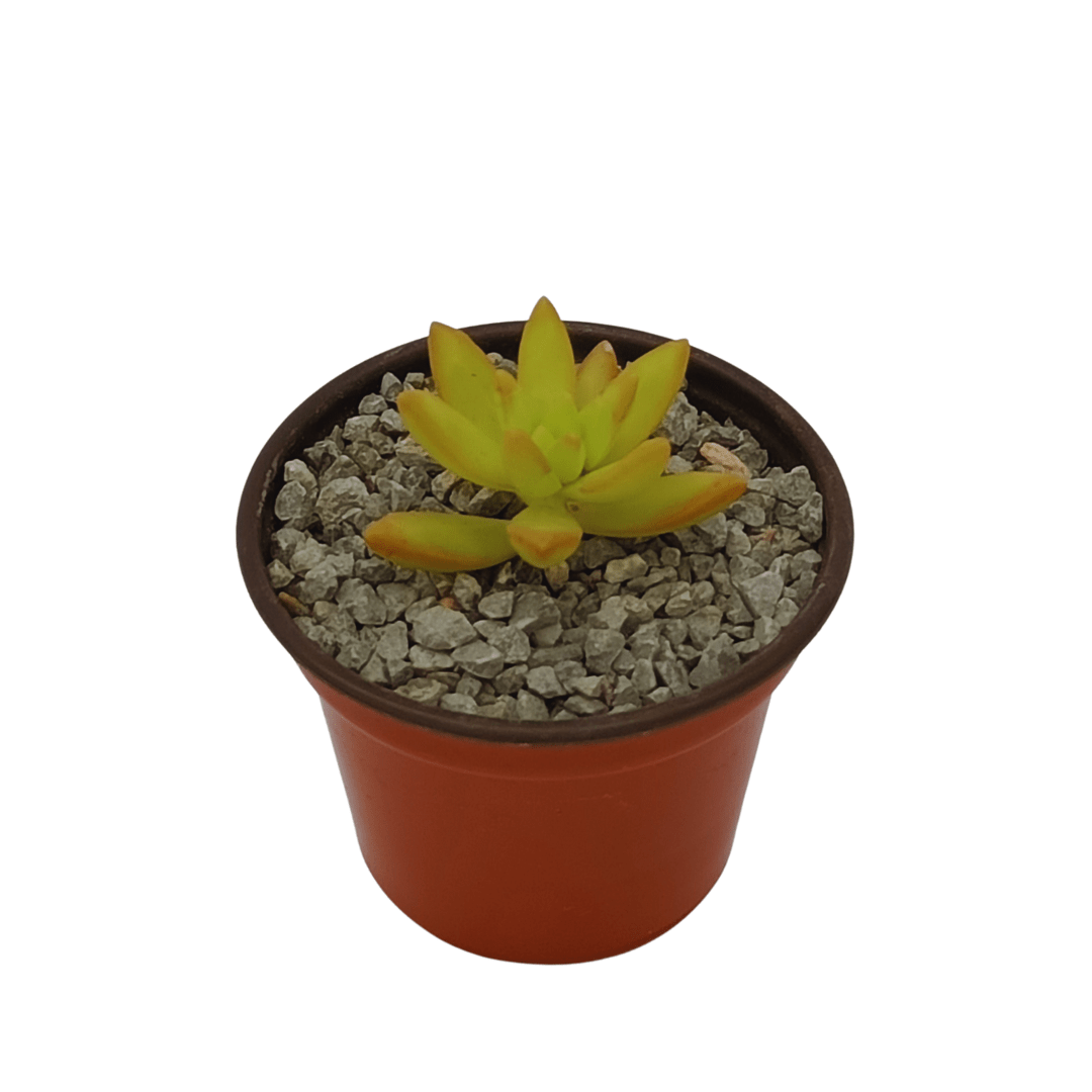 Sedum Nussbaumerianum - Vivo Interior