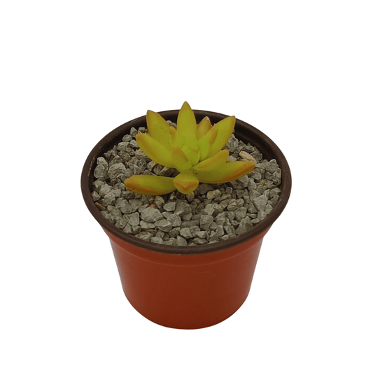 Sedum Nussbaumerianum - Vivo Interior