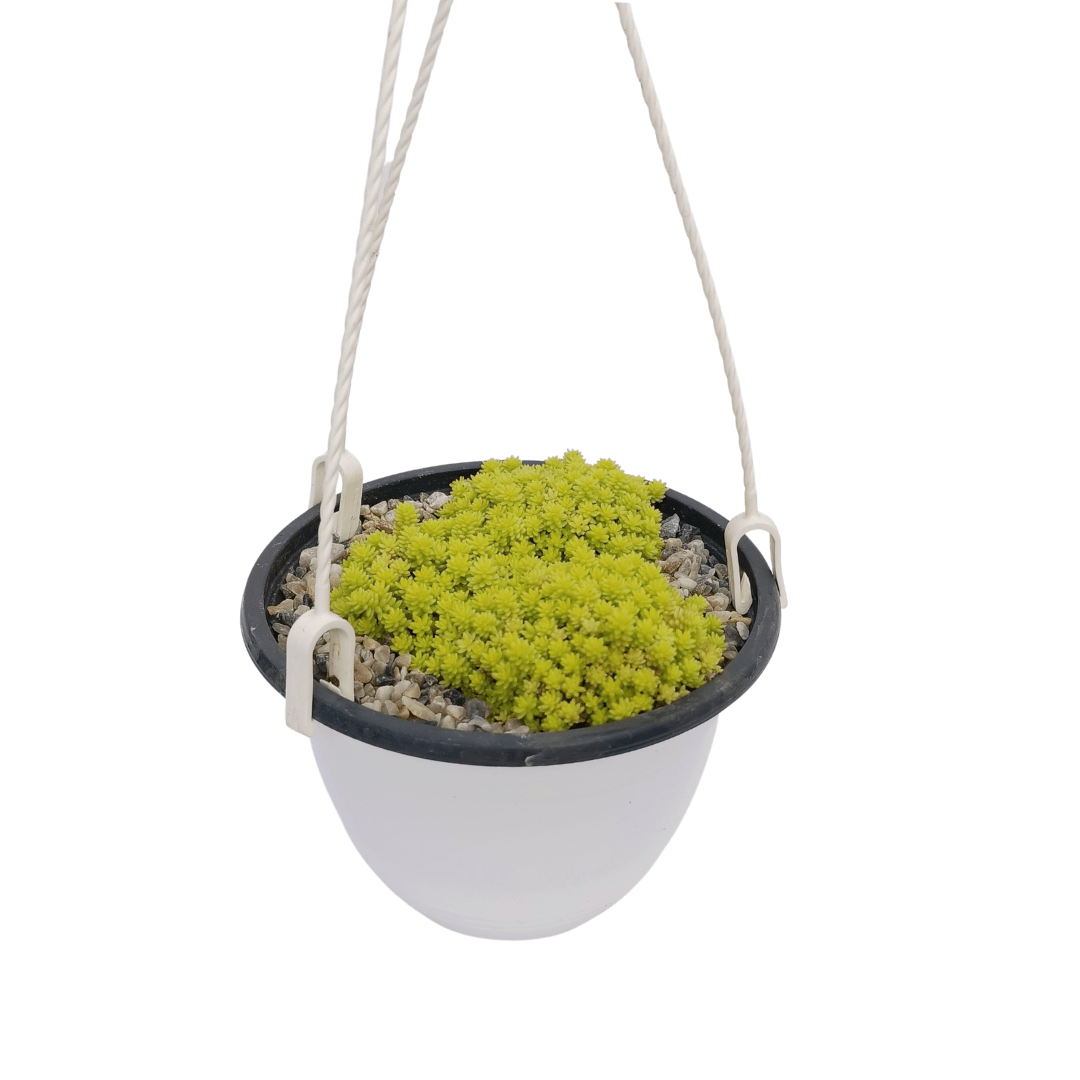 Sedum Tokio - Vivo Interior