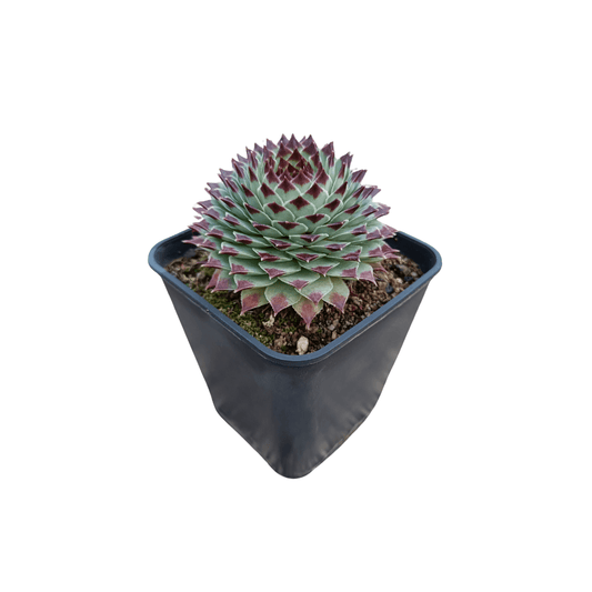 Sempervivum Calcareum - Vivo Interior