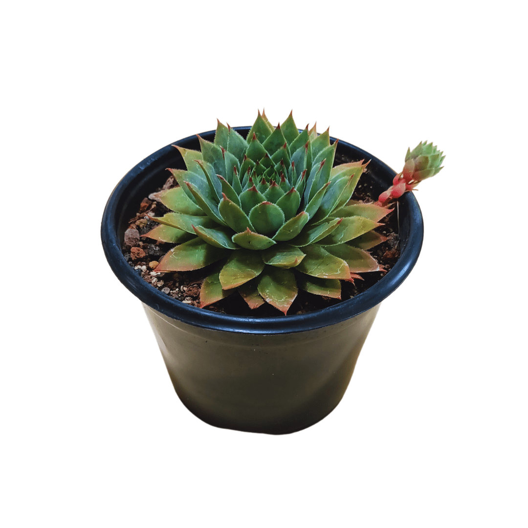 Sempervivum Silverine - Vivo Interior