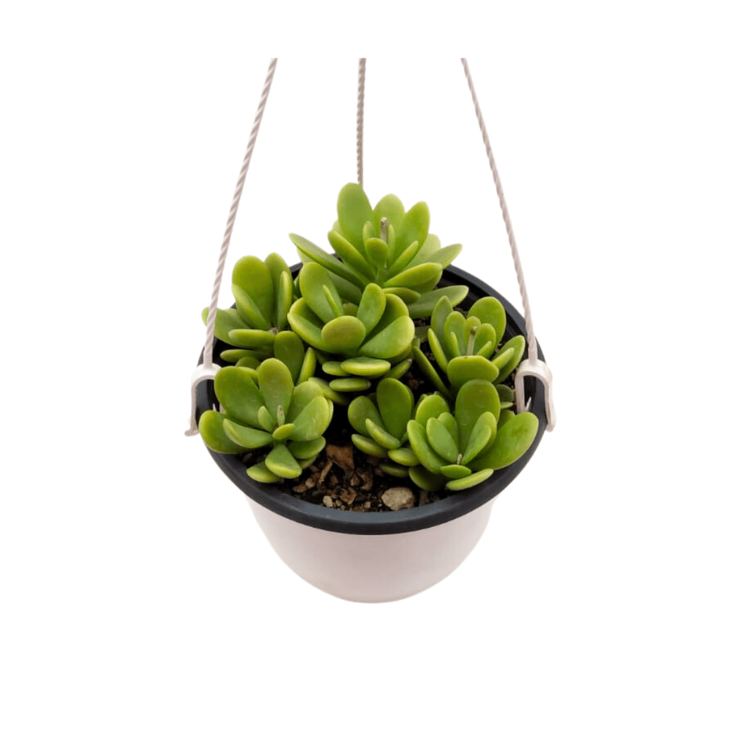 Senecio Jacobsenii - Vivo Interior