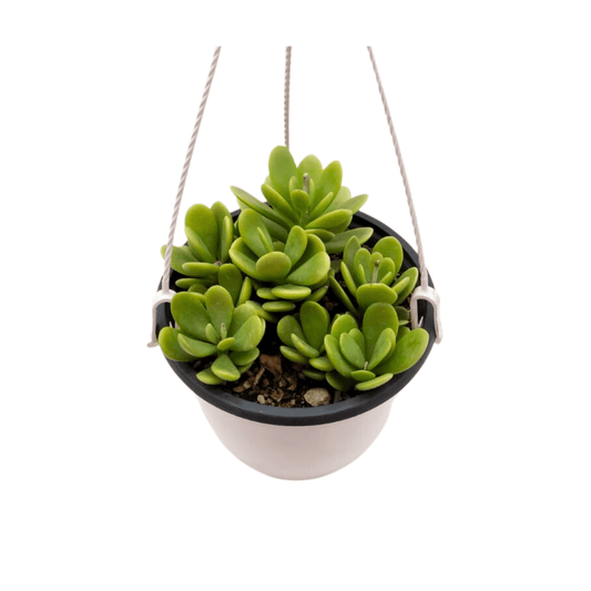 Senecio Jacobsenii - Vivo Interior