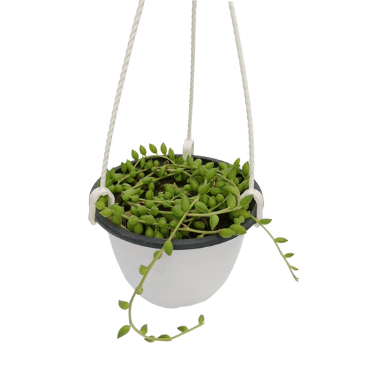 Senecio Radicans - Vivo Interior