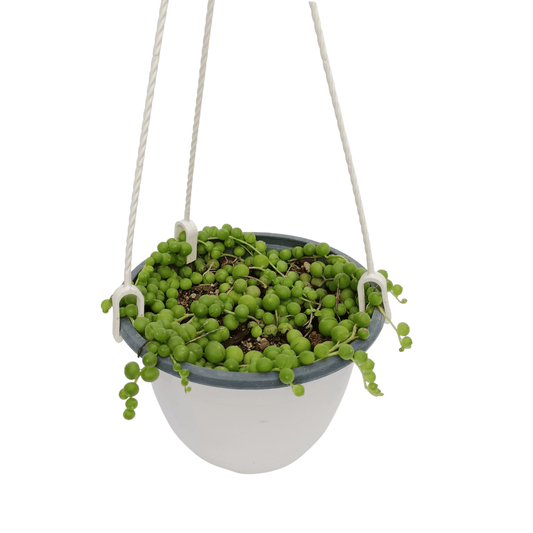 Senecio rowleyanus planta rosario colgante suculenta decorativa de interior