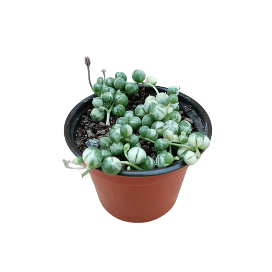 Senecio Rowleyanus Variegado - Vivo Interior