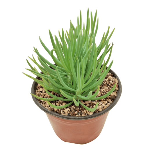 Senecio Vitalis - Vivo Interior