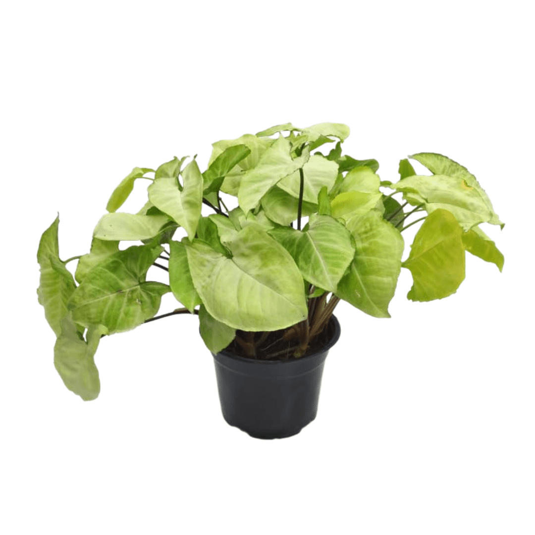 Singonio Blanco - Vivo Interior