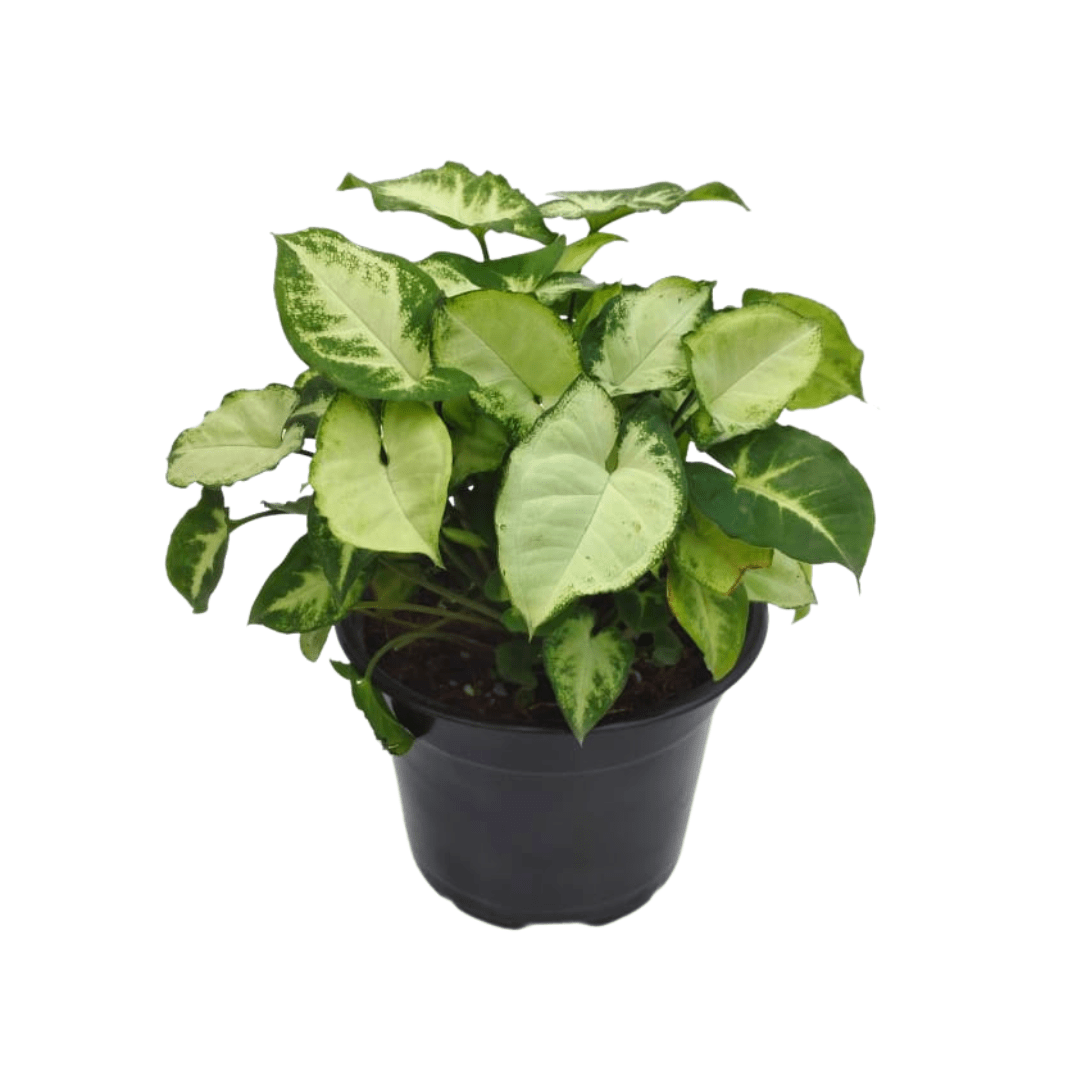 Singonio Enano - Vivo Interior