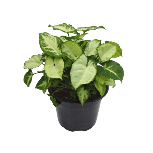 Singonio Enano - Vivo Interior