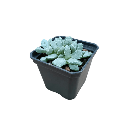 Stomatium Mustelinum - Vivo Interior