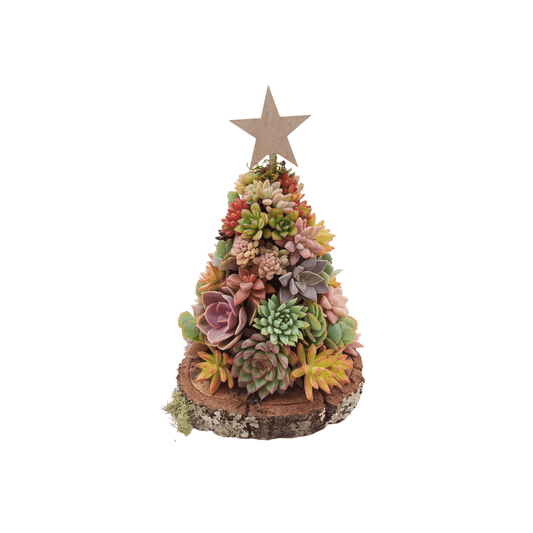 Succulent christmas tree - Vivo Interior