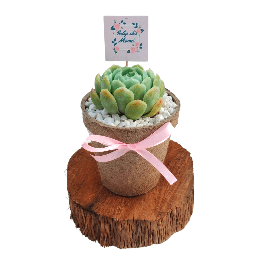 Sucu bios - Vivo Interior