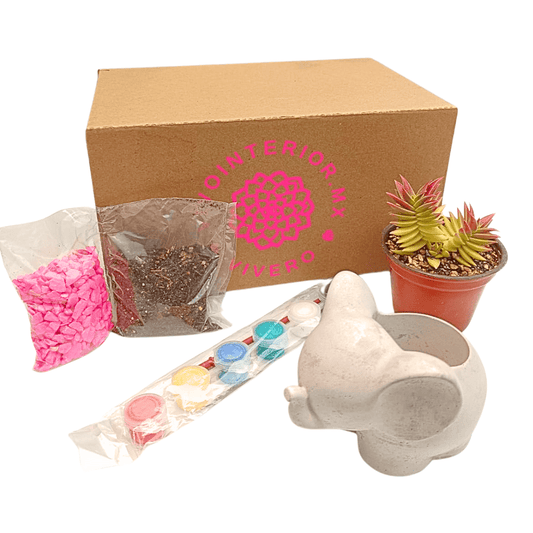 Sucukids - Vivo Interior