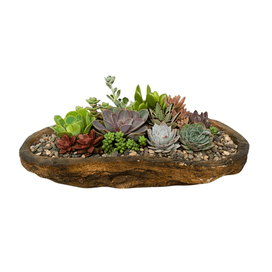 Sucuroca - Vivo Interior