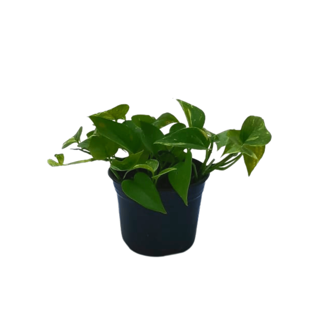 Teléfono - Vivo Interior