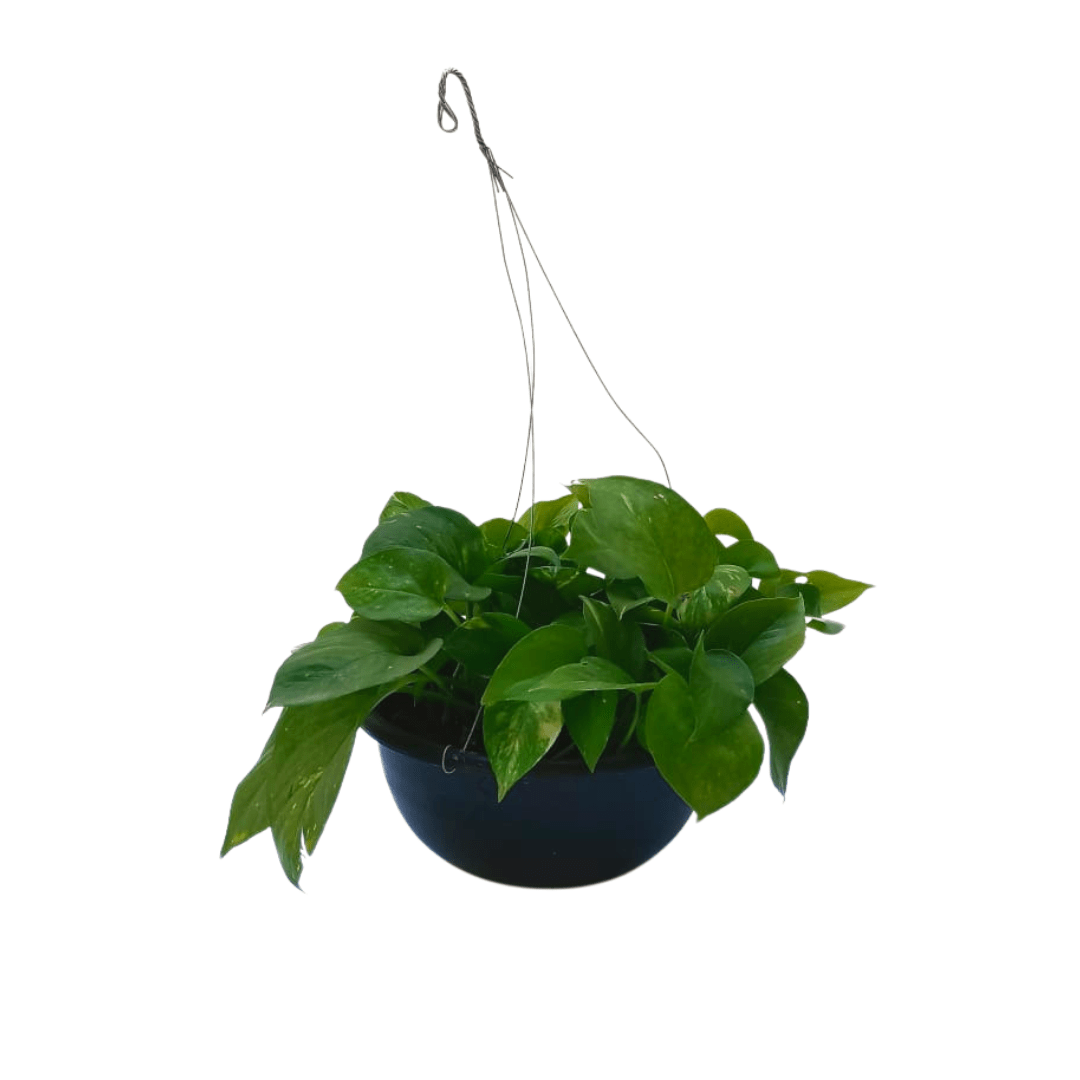 Teléfono - Vivo Interior