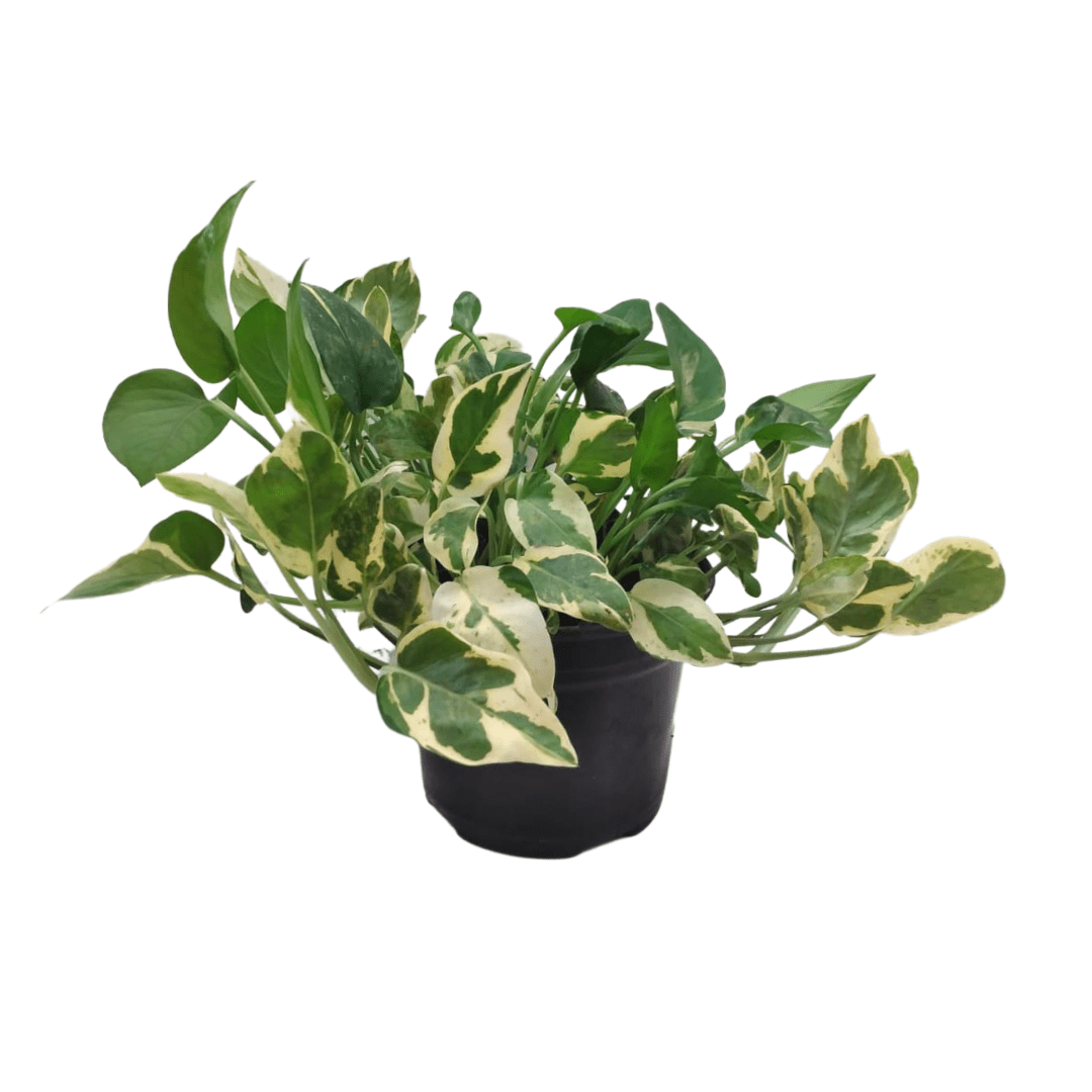 Teléfono Panda - Vivo Interior