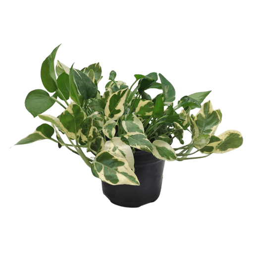 Teléfono Panda - Vivo Interior