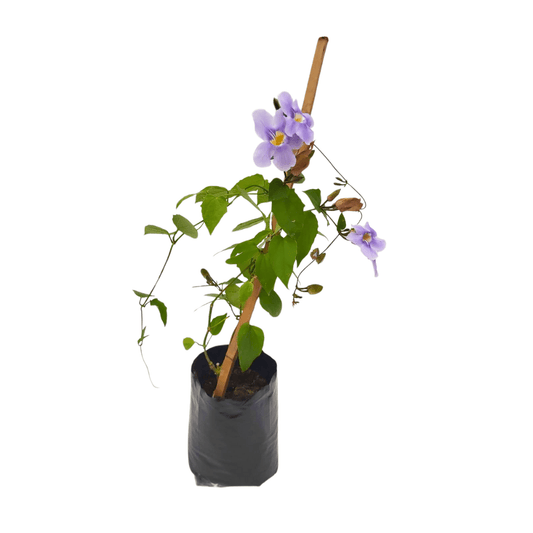 Thunbergia azul - Vivo Interior