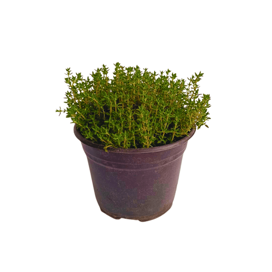 Tomillo - Vivo Interior