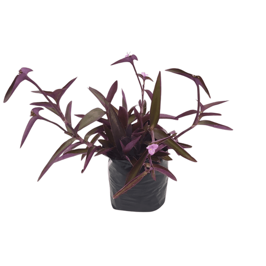 Tradescantia Pallida - Vivo Interior