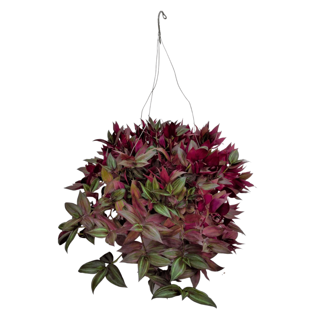 Tradescantia Zebrina - Vivo Interior