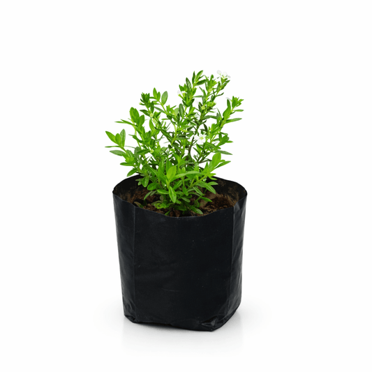 Planta trueno de venus en jardín con follaje verde