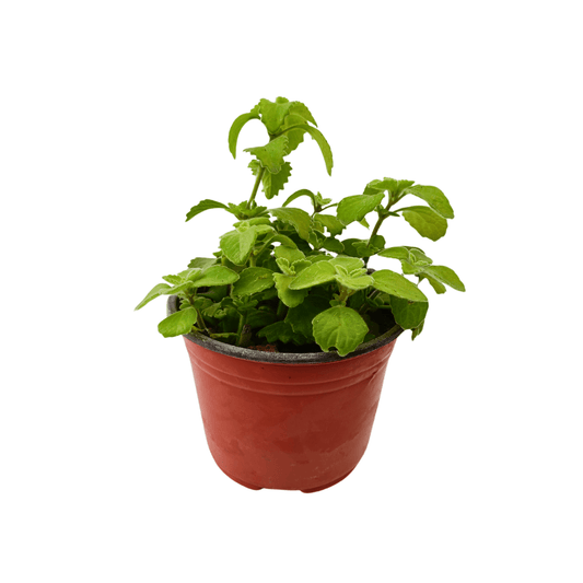 Vaporub - Vivo Interior