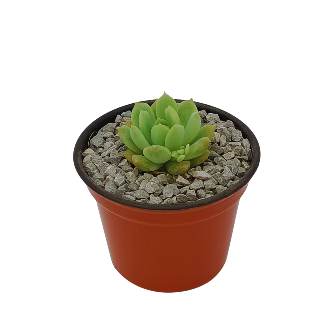 Echeveria Prolífica