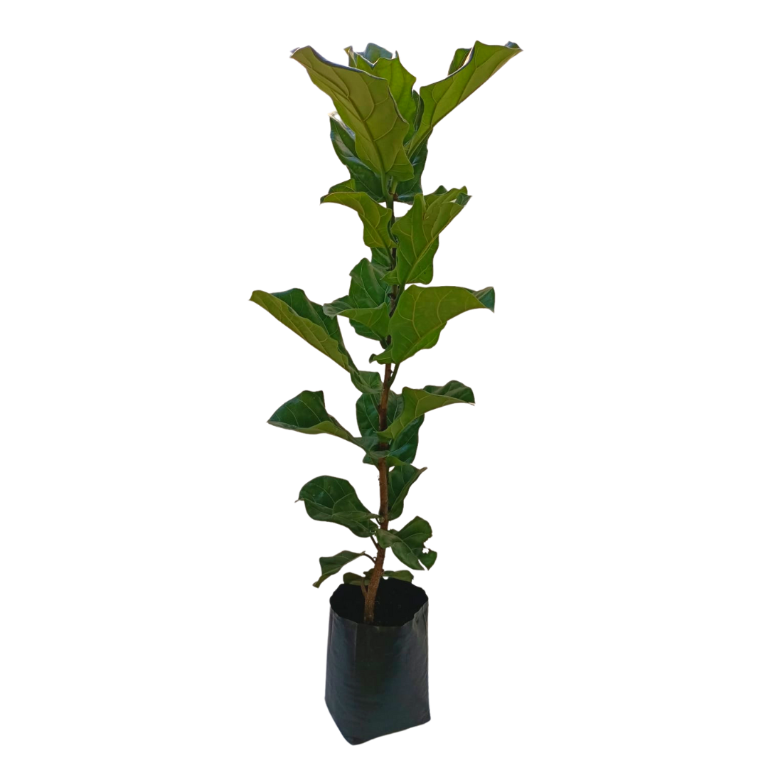 Ficus pandurata