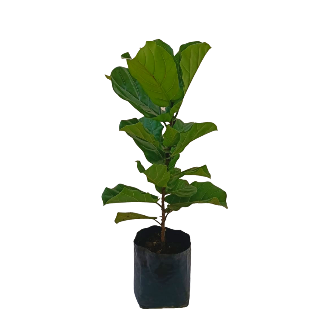 Ficus pandurata