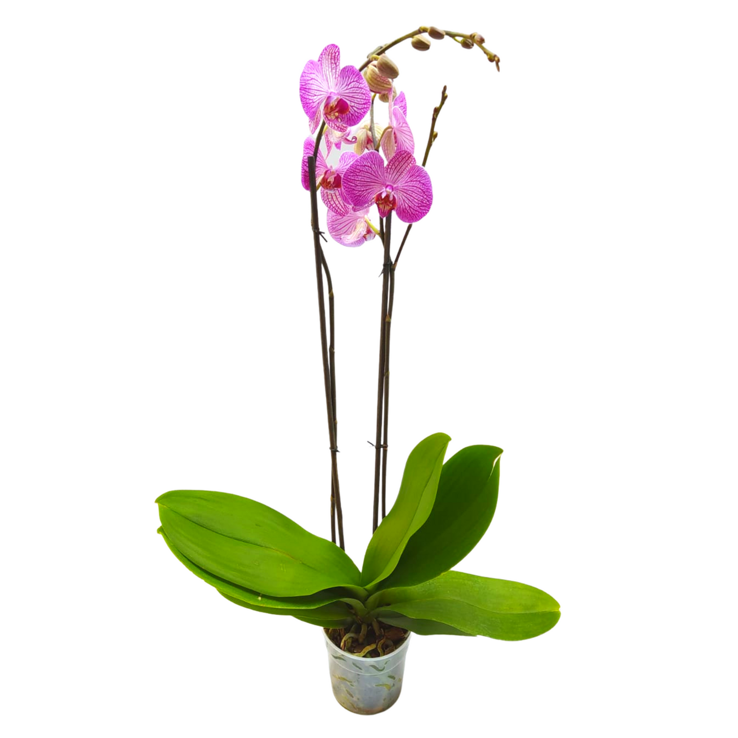 Orquídea dos varas