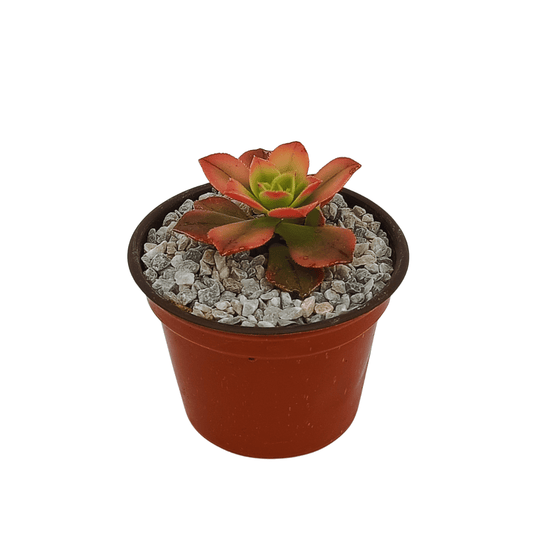 Aeonium Haworthi Kiwi - Vivo Interior