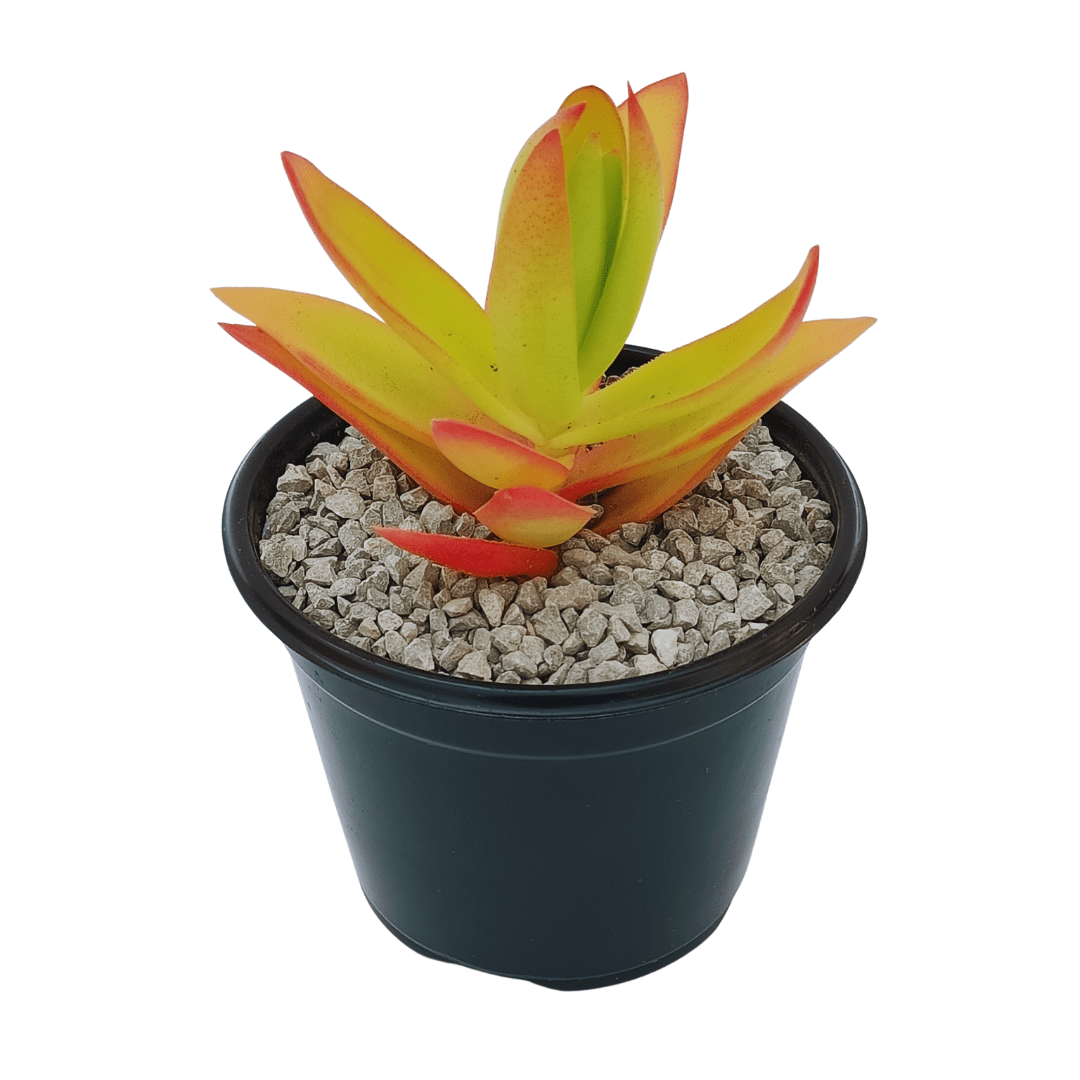 Crassula Capitella Campfire - Vivo Interior