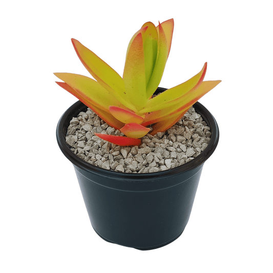 Crassula Capitella Campfire - Vivo Interior