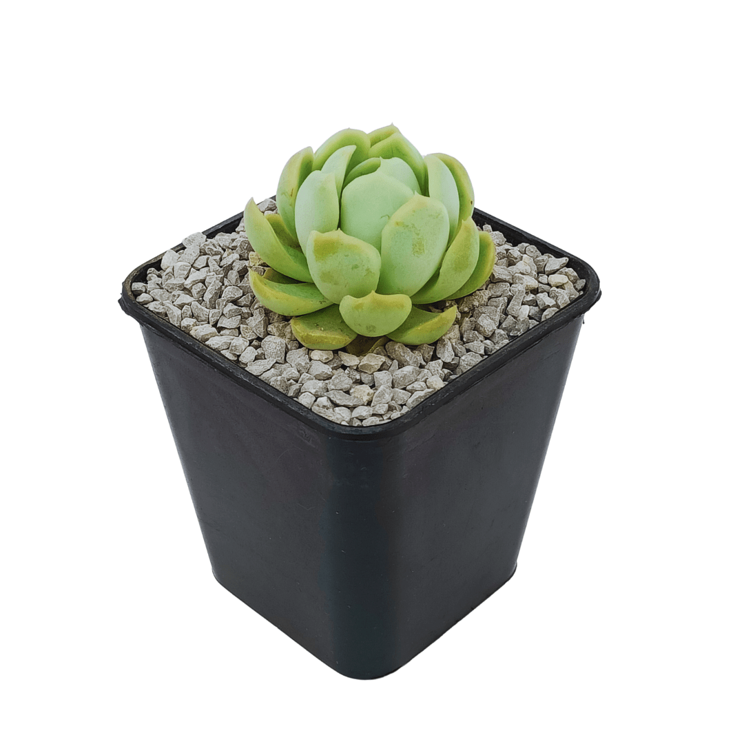 Echeveria Elegans - Vivo Interior