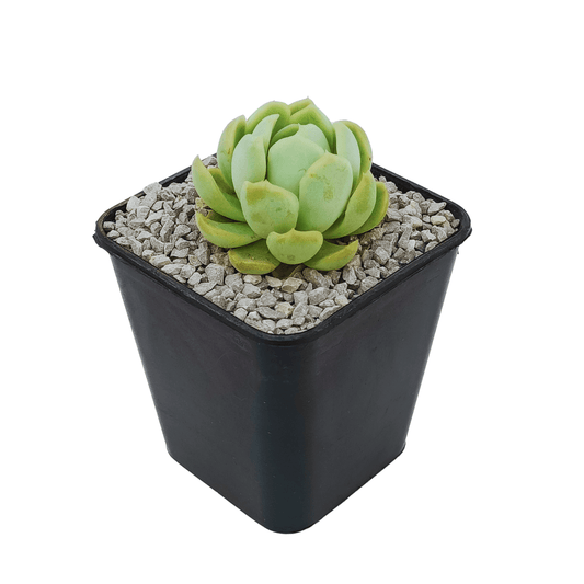 Echeveria Elegans - Vivo Interior